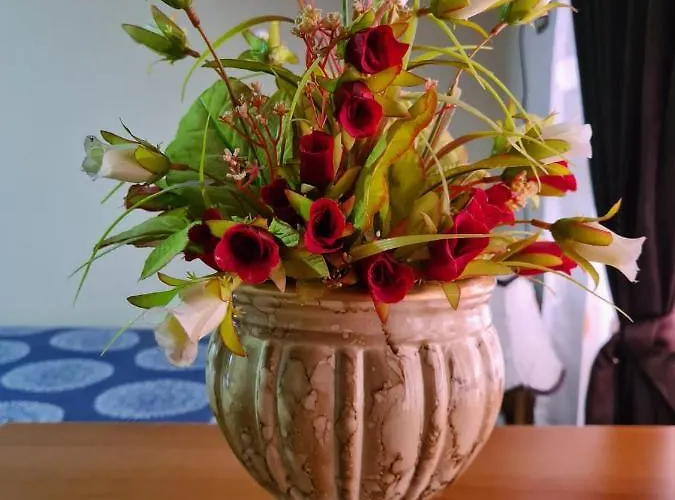 Bar Kafe Pjetri Patza-Kuqani